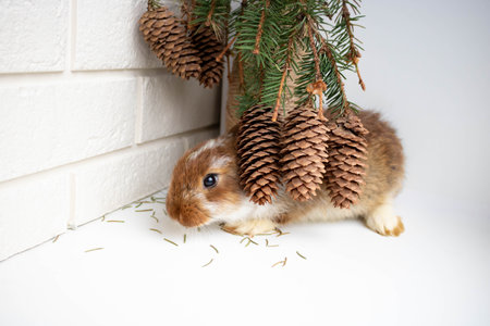 A cute brown rabbit hid near a vase with a bouquet of fir branches with cones. The concept of Christmas, New Year, Easter, domestic animal husbandryの写真素材