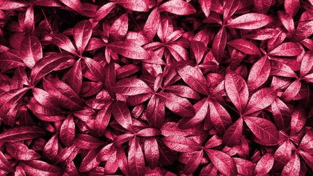 Background of periwinkle leaves in Viva Magenta color on the street on a summer day after rain.の写真素材