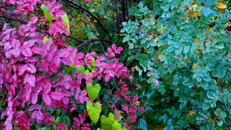 Rosehip with crimson autumn foliage and raindrops. Viva Magentaの写真素材