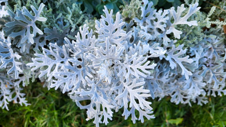 A beautiful cineraria flower on a city flower bed in the park on an autumn day