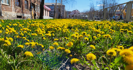 A meadow of yellow dandelions. Bright dandelion flowers on a background of green spring meadows