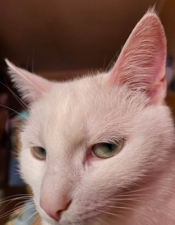 A white brooding cat with a pink nose and earsの写真素材