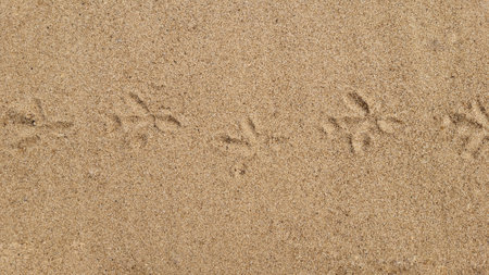 Bird tracks on a sandy beach on a sunny day.