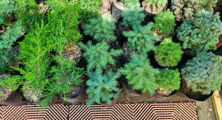 Saplings of pine, spruce, fir and other coniferous trees in pots in plant nurseryの写真素材