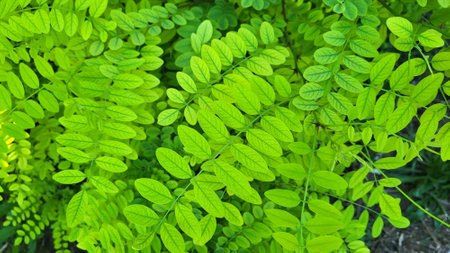 Background of bright green acacia leaves on a sunny summer day.の写真素材