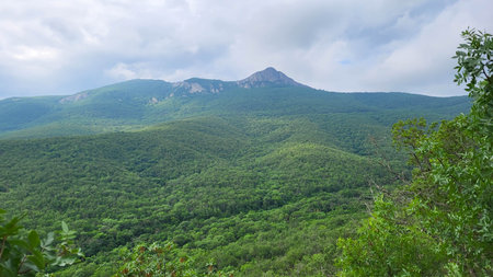 Panoramic forest landscape with mountains on a cloudy dayの写真素材