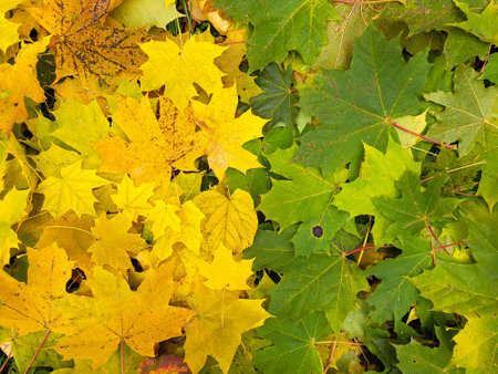 Beautiful background of autumn yellow and green maple leaves.