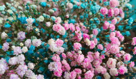 Background of colorful gypsophila flowers. Close-up of fresh flowers. Sale of bouquets of flowersの写真素材