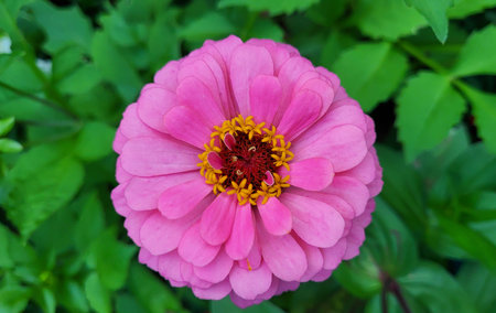 Decorative pink tsinia flower on a green flowerbed backgroundの写真素材