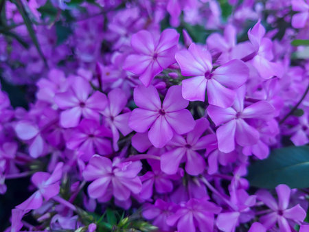 Beautiful lilac flowers phlox paniculate variety The Pride of Russia.の写真素材