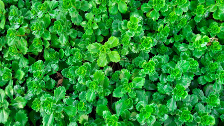 Background of fresh bright green leaves of succulent Ochitok Caucasian.の写真素材