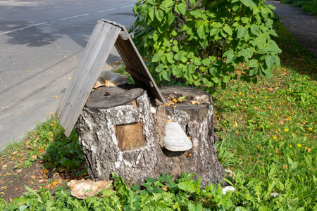 Large light honey mushrooms grow on a stump with a roof, grass grows all around on a bright autumn...