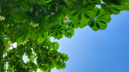 A view from below of the fresh green leaves of a young chestnut tree. Spring green background of chestnut leaves and blue sky.の写真素材