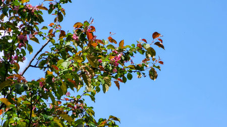 Pink flowers and apple buds on a blue sky background.
