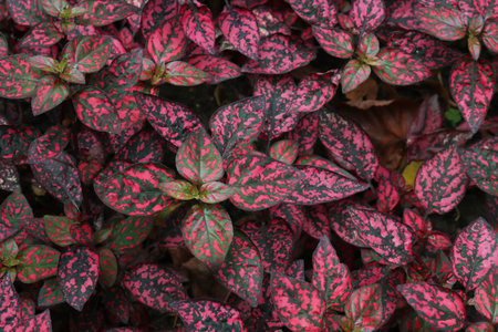 Beautiful pinkish-white leaves of hypoestos. There are many spotted leaves of ornamental plants.の写真素材