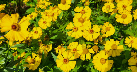Helenium brassingham gold grows in a flower bed, many yellow flowers with green leavesの写真素材