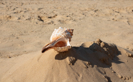 A large spiral striped seashell lies on the beach on a sandy backgroundの写真素材