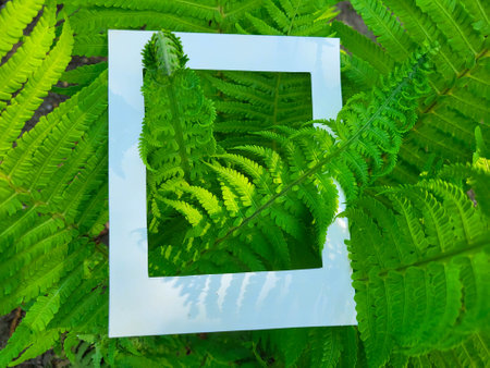 Fresh green fern branches and a cardboard white photo frame. Flat surface, top viewの写真素材