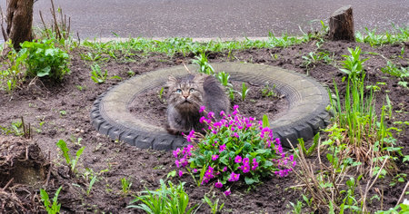 A beautiful old grey cat sits on a flower bed and looks upの写真素材