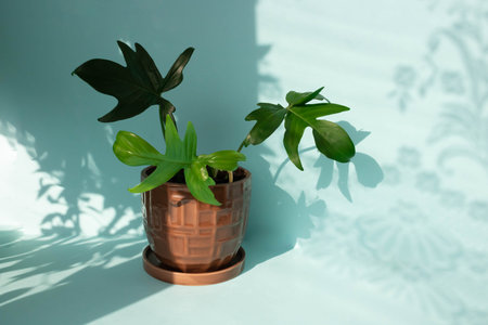 Potted plant, philodendron from the family Araceae on a blue backgroundの写真素材