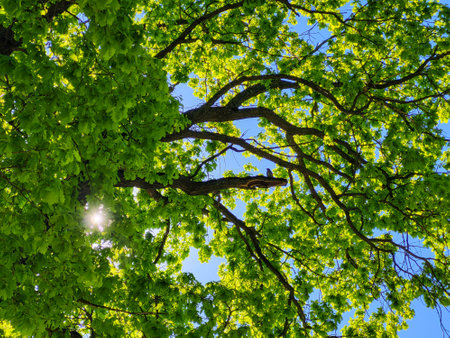 Natural sunlight between green leaves on a background of blue spring skyの写真素材