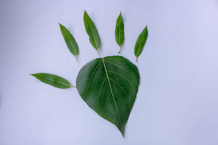 Spring green leaves lie in the shape of a palm.