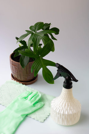 A green philodendron stands on the table