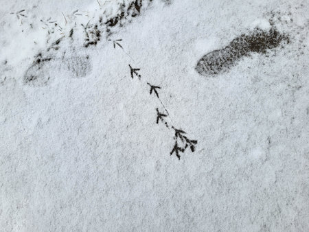 Pigeon tracks on the white snow. The concept of a frosty winter