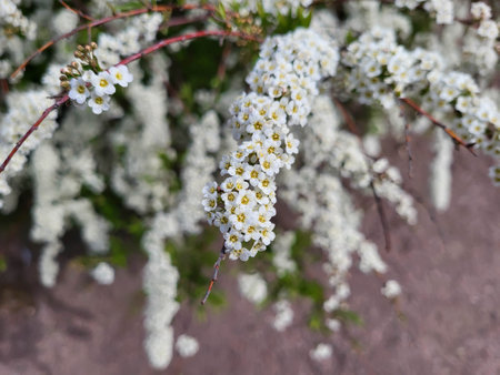 On a sunny spring day, a flowering bush of gray spiraea grows.