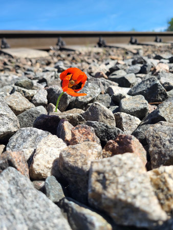On a sunny bright day, a red poppy flower bloomed on the rocks near the railway