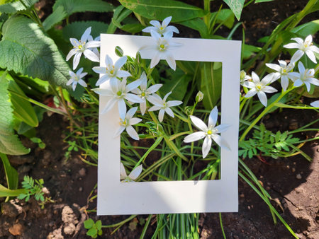 White flowers, Ornithogalume umbrella in a white cardboard frame