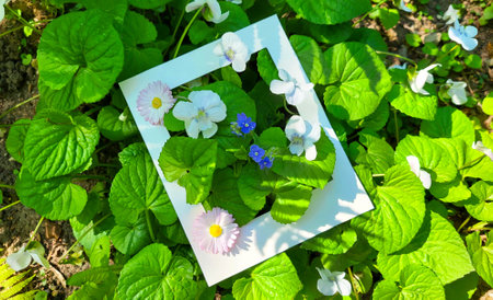 Two pink daisies, white violets and blue forget-me-nots in a white cardboard frame on a background...