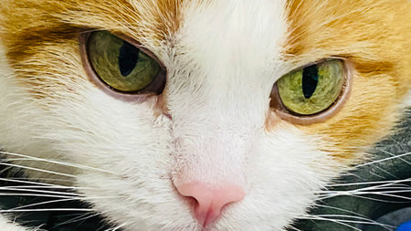 Green eyes of a red striped domestic catの写真素材