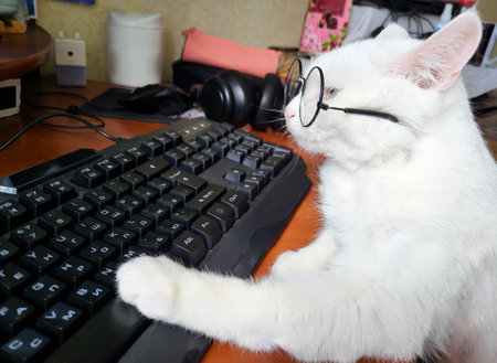 A white smart business cat with glasses is working at a computer in the office.の写真素材
