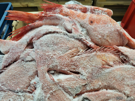 Frozen sea bass on the market counter.の写真素材