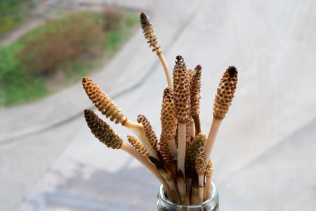 Horsetail is a perennial herbaceous plant with brown stemsの写真素材