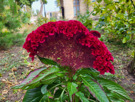 Red wavy flower of celosia cockscomb.