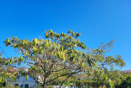 A flowering tree of the genus Albizia of the legume family. It is used as an ornamental plant in gardens and parks.の写真素材