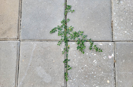 Green creeping weeds between the concrete tiles on the sidewalkの写真素材