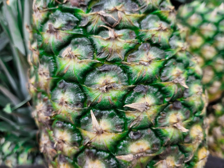 Pineapple green backgroundの写真素材