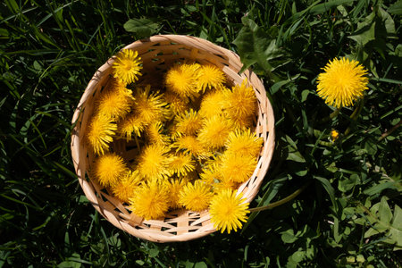 In a meadow, yellow dandelion blossoms are collected in a basket to make syrup, honey or wine. Dandelions are very nutritious plants, rich in vitamins, minerals and fiberの写真素材