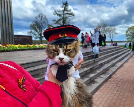 On the holiday of May 9th, a cute gray cat in a military cap sits in the arms of the hostess.の写真素材