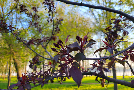 The ornamental apple tree in the garden started blooming early in the morningの写真素材