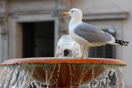 seagullの写真素材