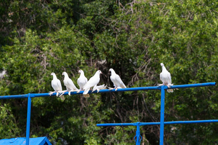 White doves in the dovecoteの写真素材