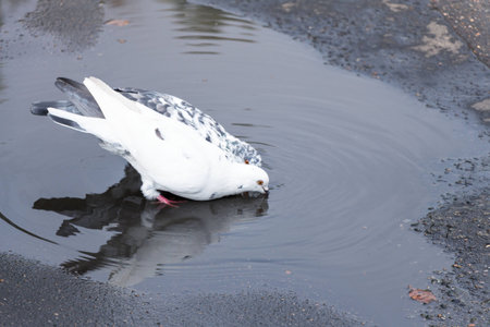 Pigeons drink water from puddleの写真素材