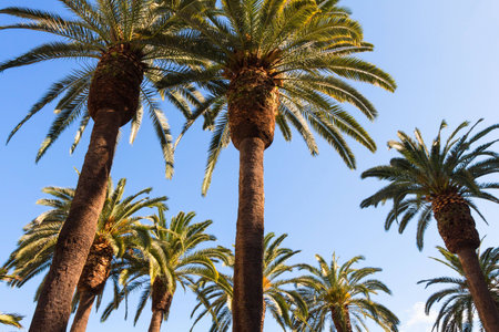 The tops of the palm trees against the blue sky.の写真素材