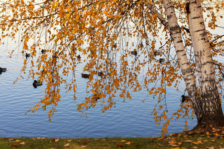 Autumnal yellow foliageの写真素材