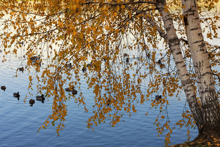 Birds with yellow autumn leaves bent at a pond where ducks swim.の写真素材