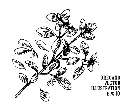 Vector hand drawn oregano illustration. Vintage oregano flower sketch. Botanical drawingのイラスト素材